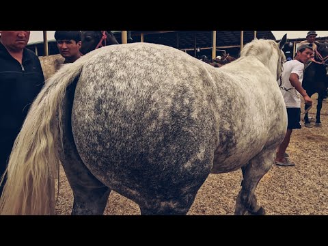 Видео: Horse market in Uzbekistan! Конный рынок! ОТ БОЗОР!