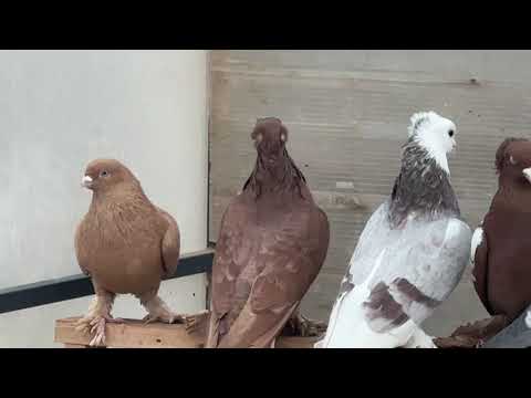 Видео: На продажу +7977 752-00-01 вацап