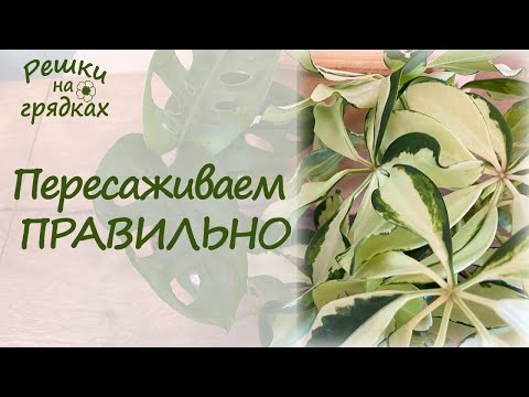 Видео: Почему гибнут комнатные цветы после пересадки Как избежать этого?