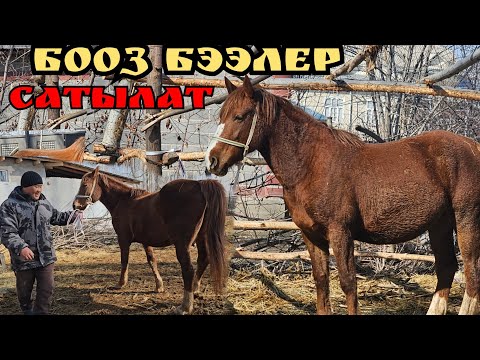 Видео: БООЗ БЭЭЛЕР САТЫЛАТ ЖАКЫН АРАДА ТУУЙТ