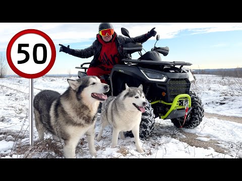 Видео: Кто Быстрее ? ХАСКИ или КВАДРОЦИКЛ