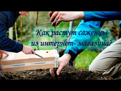 Видео: Гарденмарт саженцы после зимовки.Обзор за год.