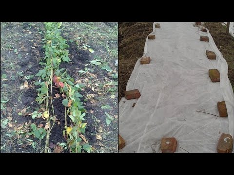 Видео: Не нужно мучатся и усложнять. Как укрыть ежевику на зиму