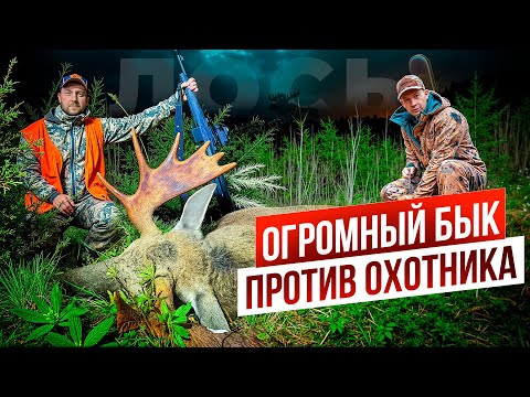 Видео: Охота на лося. Выманили ОГРОМНОГО ЛОСЯ. Охота на реву.