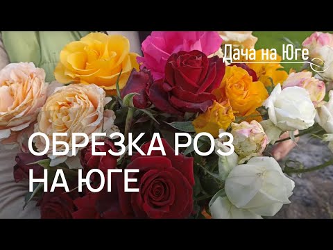 Видео: Дача на Юге - Обрезка роз на юге