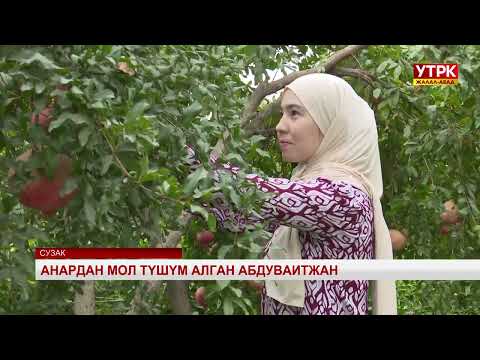 Видео: Анардан мол түшүм алган Абдуваитжан