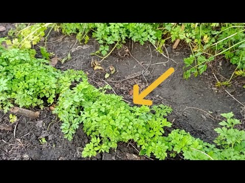 Видео: Ось чому Петрушка,холодостійка? Петрушка Кучерява .