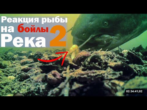 Видео: Реакция рыбы на бoйлы 2 Река Подводная съёмка
