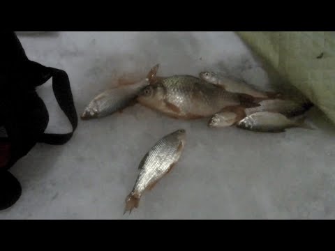 Видео: РЫБАЛКА В ДЕКАБРЕ 2023. ИЩЕМ КАРАСЯ. Ночью в палатке.