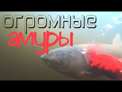 Видео: ПОДВОДНАЯ ОХОТА НА БЕЛОГО АМУРА!!!