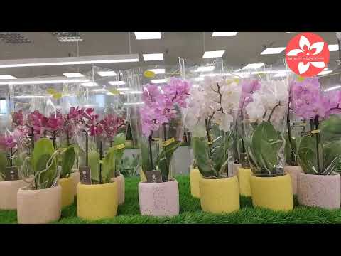 Видео: Обзор орхидей в магазине Luxury Plants город Москва
