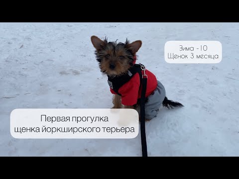 Видео: Первая прогулка щенка йорка зимой🐶 Зоотовары из Ленты🤗