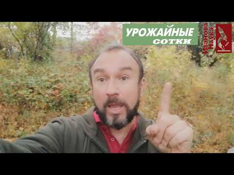 Видео: НИКОГДА не мульчируйте так чеснок и лук!