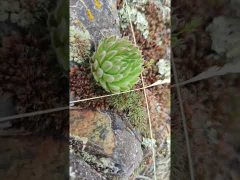 Видео: Дала.Степь.Steppe.