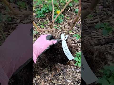 Видео: Вместо голокорневых роз прислали  розы с ЗКС 🤷