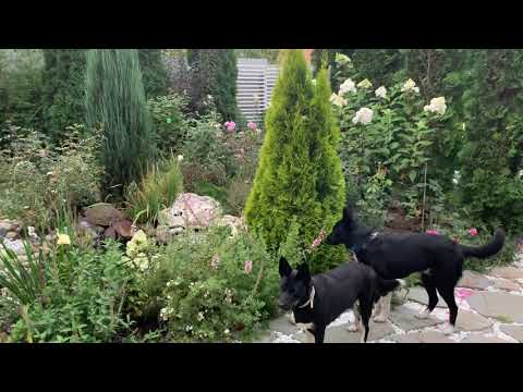 Видео: 🌲Туя западная ‘Голден Смарагд’⭐️Обзор ✨Thuja occidentalis ‘Golden Smaragd’