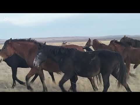 Видео: Жылқыға барып келдім 