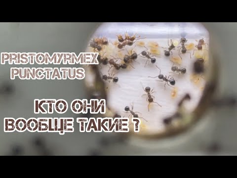 Видео: Pristomyrmex punctatus - маленькие партеногенетики 