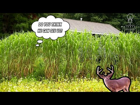 Видео: Нужны ли вашему участку для оленей Whitetail дополнительные укрытия?