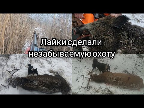 Видео: Лайки сделали незабываемую охоту. Один загон -ЧЕТЫРЕ ТРОФЕЯ!!!
