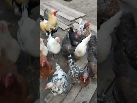 Видео: КУРЫ БРАМА🐔🐔🐔