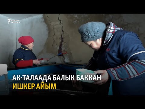 Видео: Ак-Талаада балык баккан ишкер айым