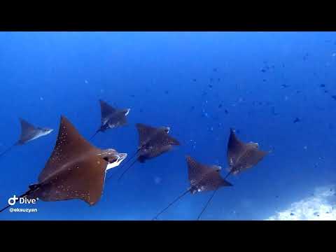 Видео: Дайвинг на Мальдивах 2025. Остров Расду. 4К. Вторая часть.