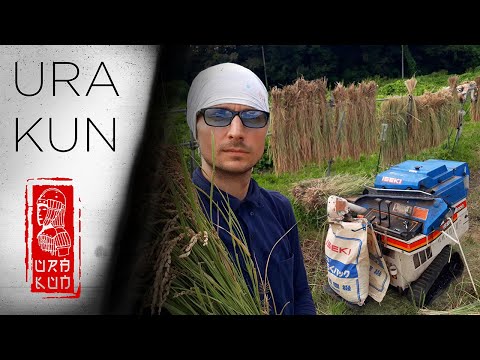 Видео: Работаю на рисовом поле в Японии. Как японцы собирают рис.