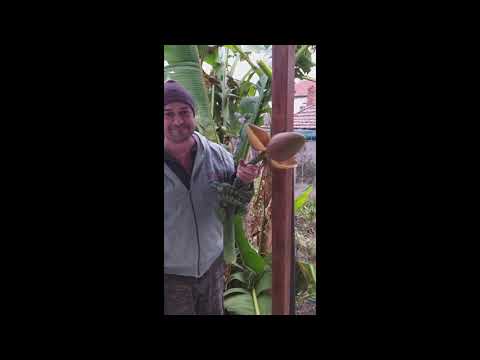 Видео: 🍌Зазимяване на банан Musa basjoo Preparing cold hardy banana for the winter #двор #растения #градина