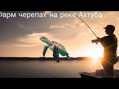 Видео: Русская рыбалка 3(рр3) фарм уровня и денег Ахтуба (черепахи)