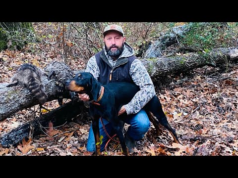 Видео: Охота на енотов…заповедник «Белая река»!!!! 2023