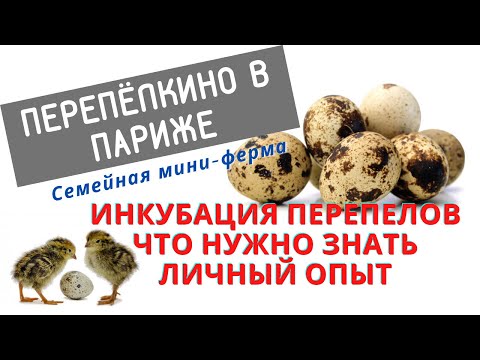 Видео: ИНКУБАЦИЯ ПЕРЕПЕЛОВ. ТЕМПЕРАТУРА, ВЛАЖНОСТЬ, ВОЗДУХООБМЕН. ЛИЧНЫЙ ОПЫТ.