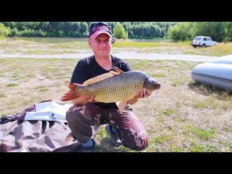 Видео: Сазаны дают жару. Два штуки в одни руки. Рыбалка на донки.