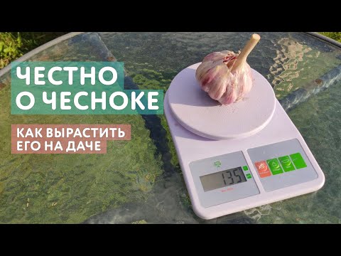 Видео: Все о выращивании чеснока. Почему я выбираю озимый чеснок, сроки посадки, подкормка. Много советов