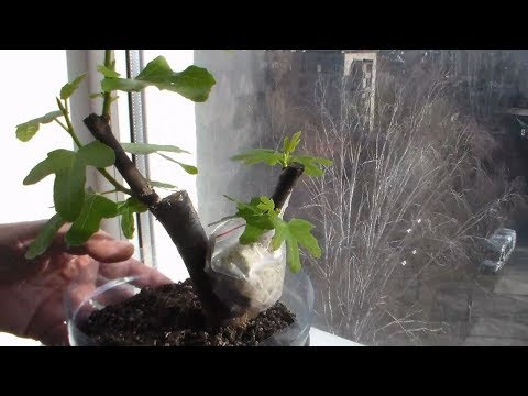 Видео: Часть 4 Настольная прививка инжира, винограда