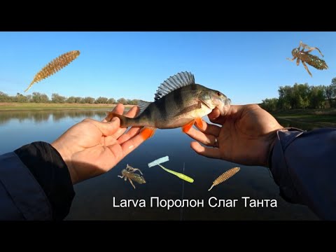 Видео: Окунь на каждом забросе. Приманки😶‍🌫, которые решают всю рыбалку #мормышинга #микроджиг#ультралайт