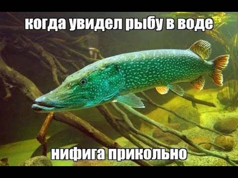 Видео: РАБОЧИЙ ЧИТ FISHING PLANET 2023