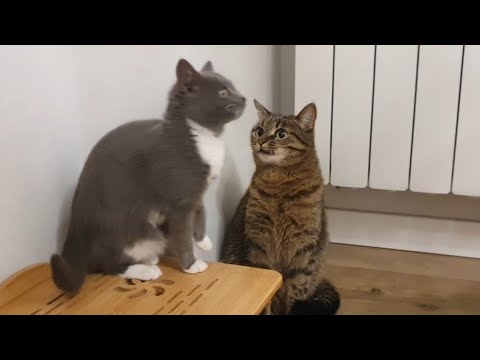 Видео: Федя не винен🐈‍⬛