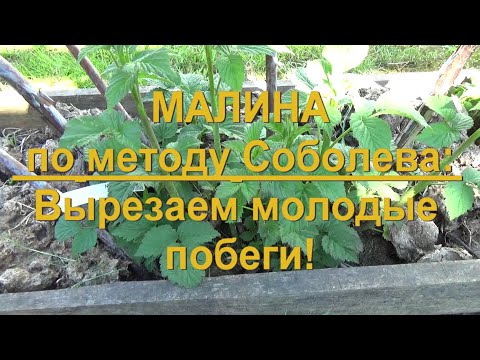 Видео: 72. МАЛИНА по методу Соболева. Часть 9 - вырезаем молодые побеги!