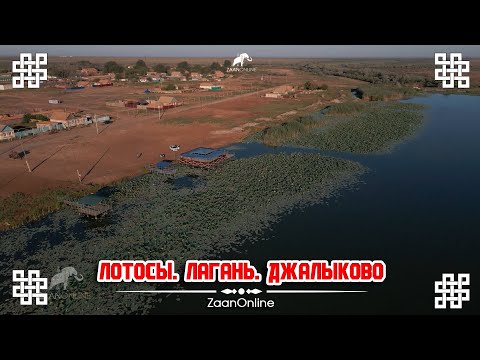 Видео: ЛОТОСЫ! ДЖАЛЫКОВО! ЛАГАНСКИЙ РАЙОН. КАЛМЫКИЯ