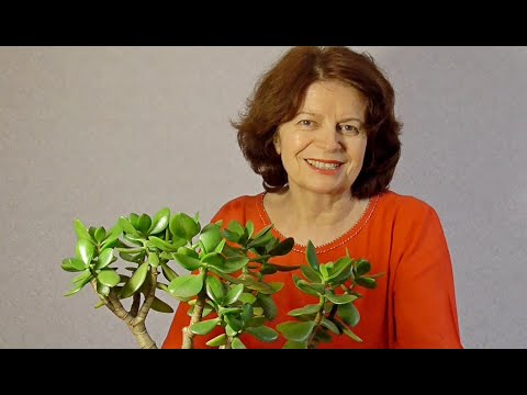 Видео: Денежное Дерево ( Tolstyanka Krassula) Обрезка по Лунному Календарю