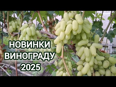 Видео: Нові сорти винограду 2025р.
