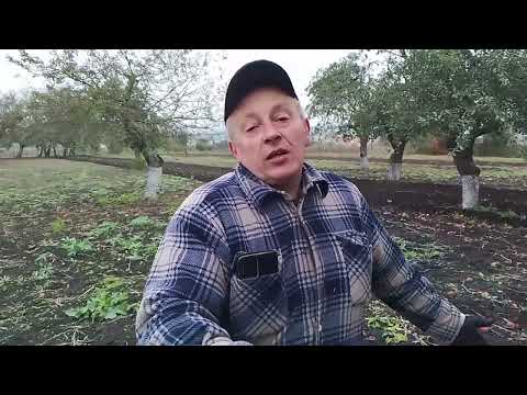 Видео: Мотоблок .Оре сам  саморобним плугом .