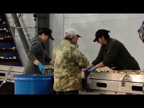 Видео: Любимый с детства вкус. Пастила из местных яблок вновь появится в магазинах республики