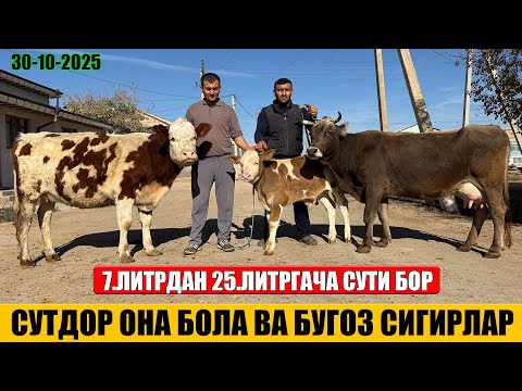 Видео: СУТДОР ОНА БОЛА ВА БУГОЗ СИГИРЛАР АРЗОН НАРХДА 30-10-2025г