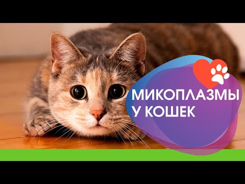Видео: Гемотропные микоплазмы у кошек