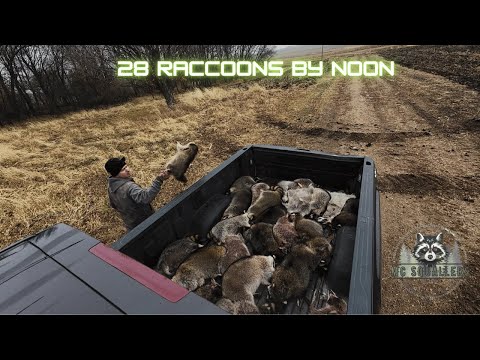 Видео: Охота на енотов: сколько енотов мы можем подстрелить за 1 ДЕНЬ?!?🦝🦝🦝