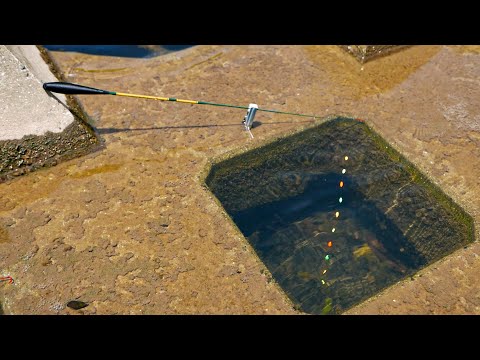 Видео: Палка краба и упал в отверстие, рыбы и креветок