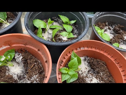 Видео: Черенкование ФУКСИИ Легко и Просто! Propagation Fuschia cuttings