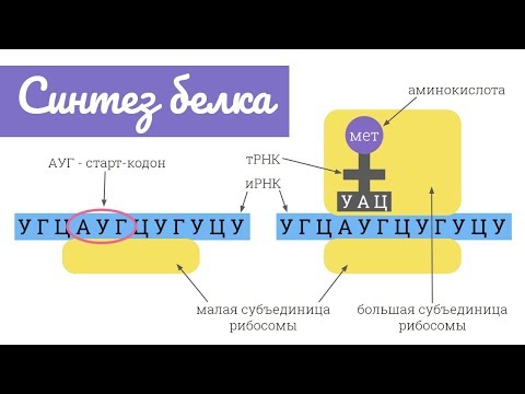 Видео: Синтез белка: трансляция | самое простое объяснение